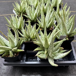 Baby Aloe Vera Plant - Etsy