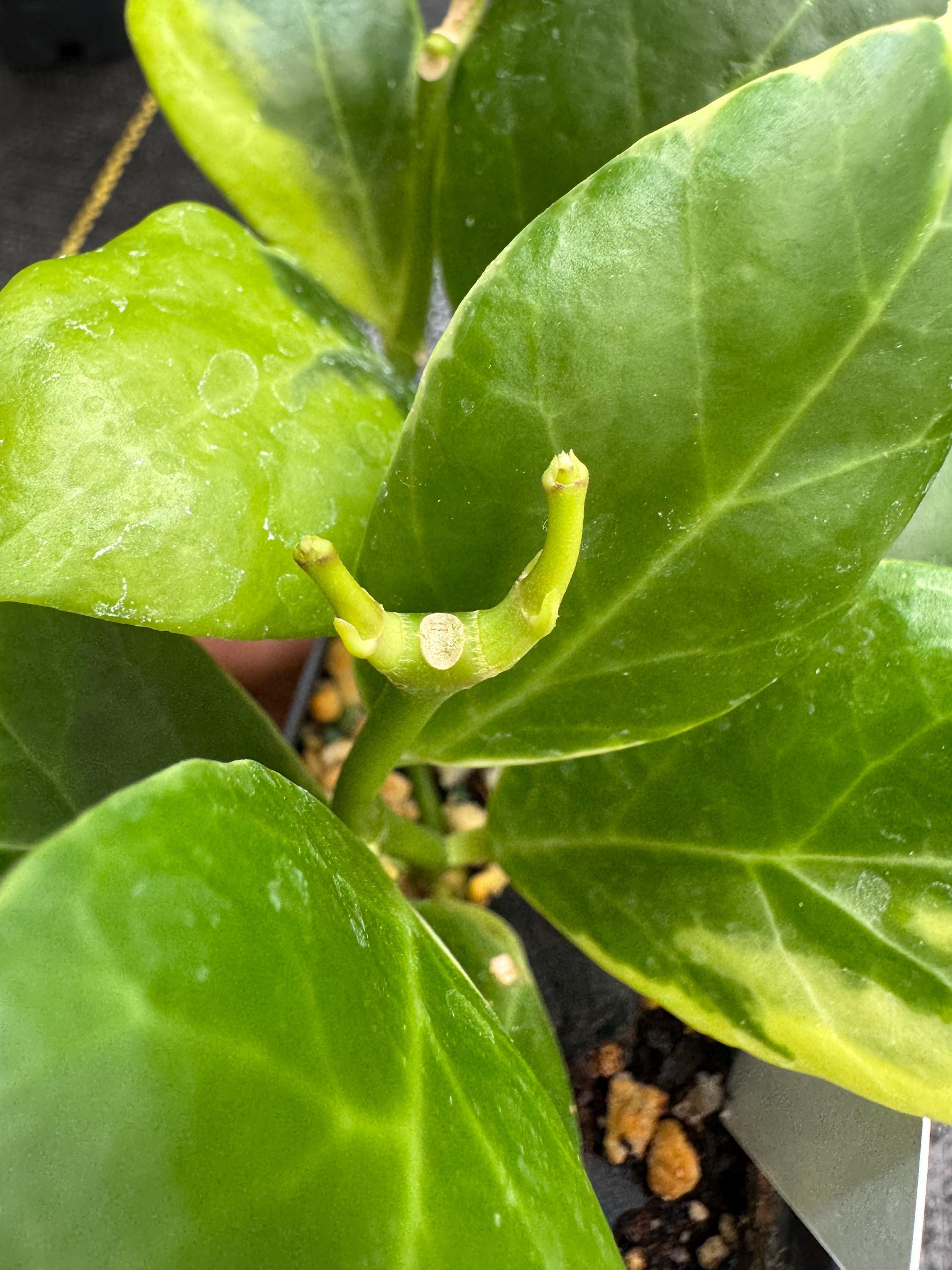 Hoya Obscura Albomarginata, Live Rooted Plants Shipped in 3” Pots