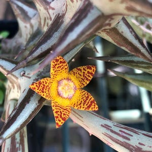 May include: Close-up of a succulent plant with a vibrant yellow and red patterned flower. The flower has five petals and a purple center. The plant's leaves are green with brown stripes and sharp, pointed edges.