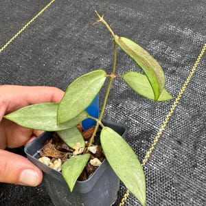 Hoya Silver Lady / Uncommon / silver leaf Hoya / starter plants/ shipped in 3” pots/ new growth/ collectors