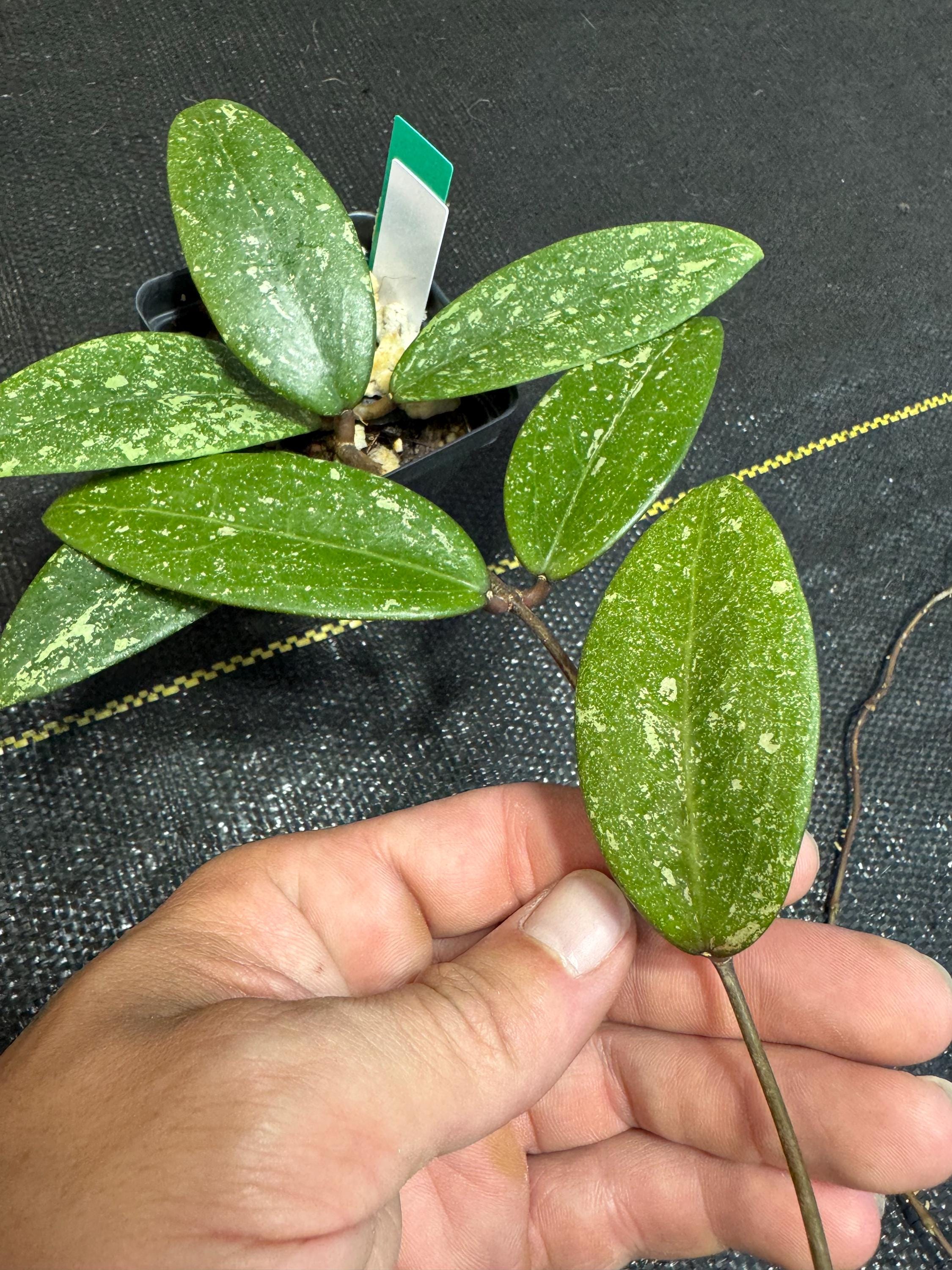 Rare Hoya AH 001 Sp. Vietnam Splash, Live Rooted LONG Plants - Etsy
