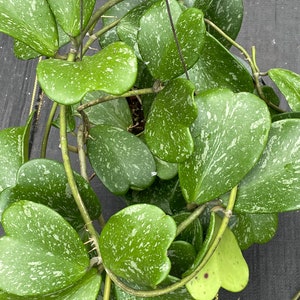 Hoya Kerrii 'Splash' /Heart shaped splash leaves/ shipped in 3” pot / exact plants / splashy leaves/ great for significant other/