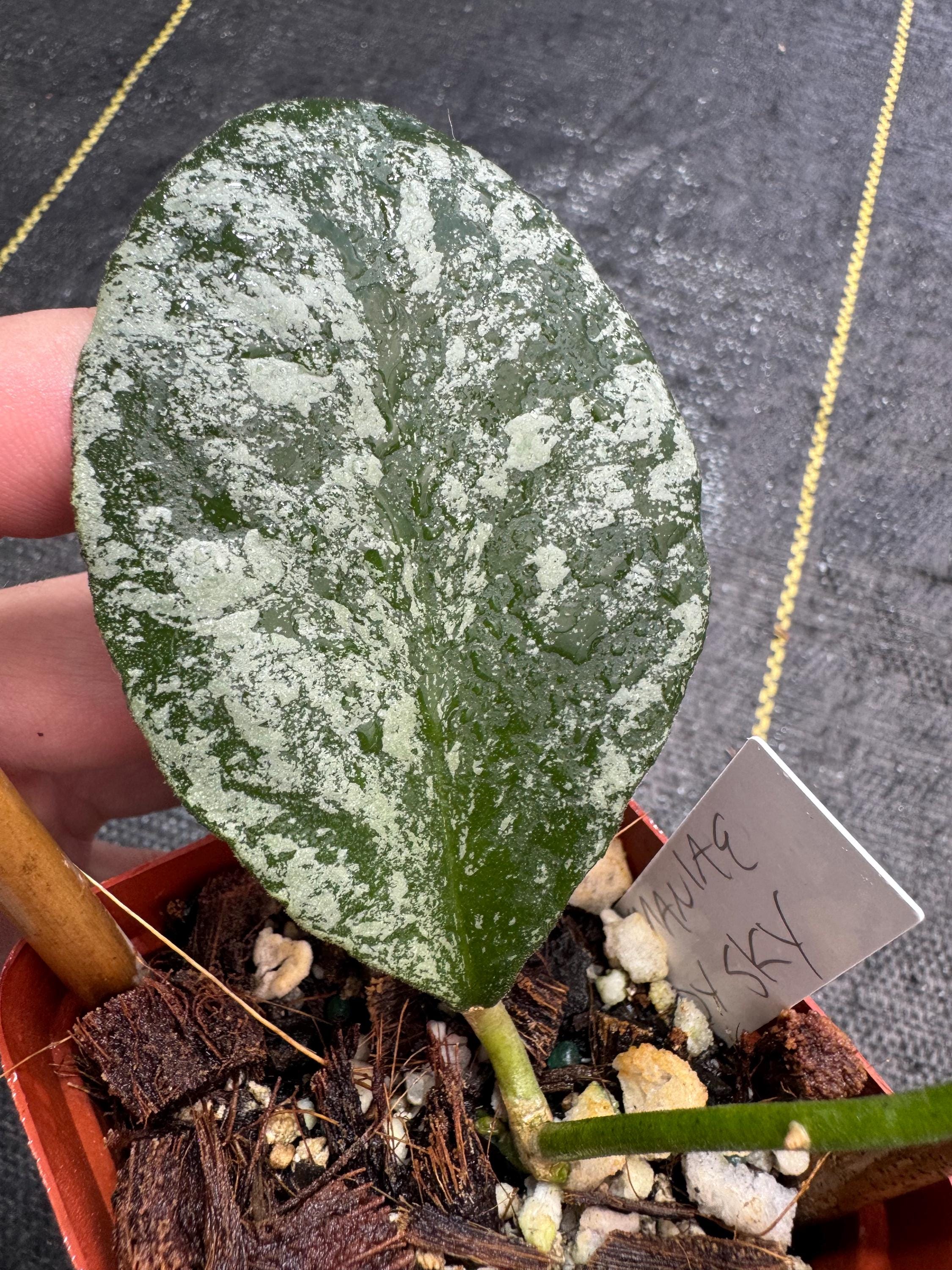 Hoya Waymaniae 'cloudy Sky', Exact Plant Shipped in 3” Pot ON