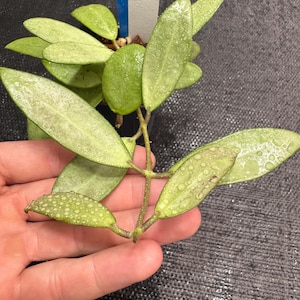 Hoya Silver Lady / Uncommon / silver leaf Hoya / exact plants / shipped in 3” pots / nice size plant/ new growth/ collectors
