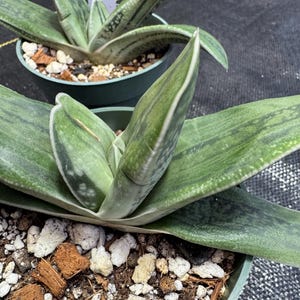 May include: Close-up of two potted succulents. The plants have thick, green leaves with darker green stripes and white edges. The pots are dark green and filled with soil, white pebbles, and pieces of brown bark. A small white tag is visible in the background.