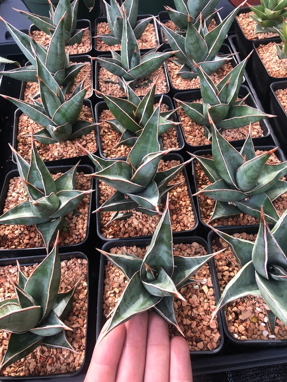 Sansevieria Pinguicula / aka Walking sanseveria / Etsy