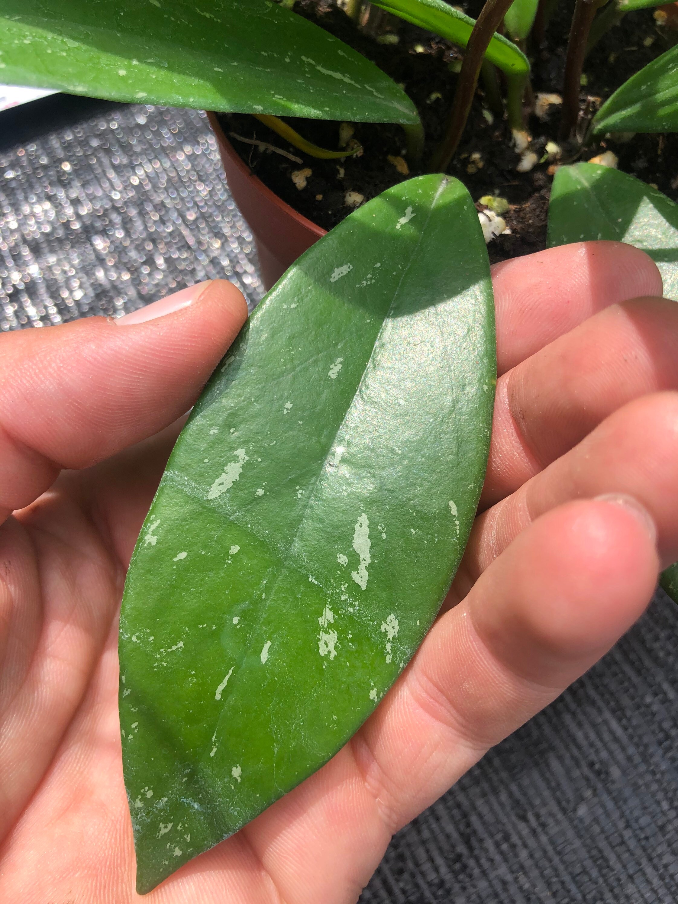 Hoya Pubicalyx Speckled/ indoor plant/ blooming vine/ beautiful folia…