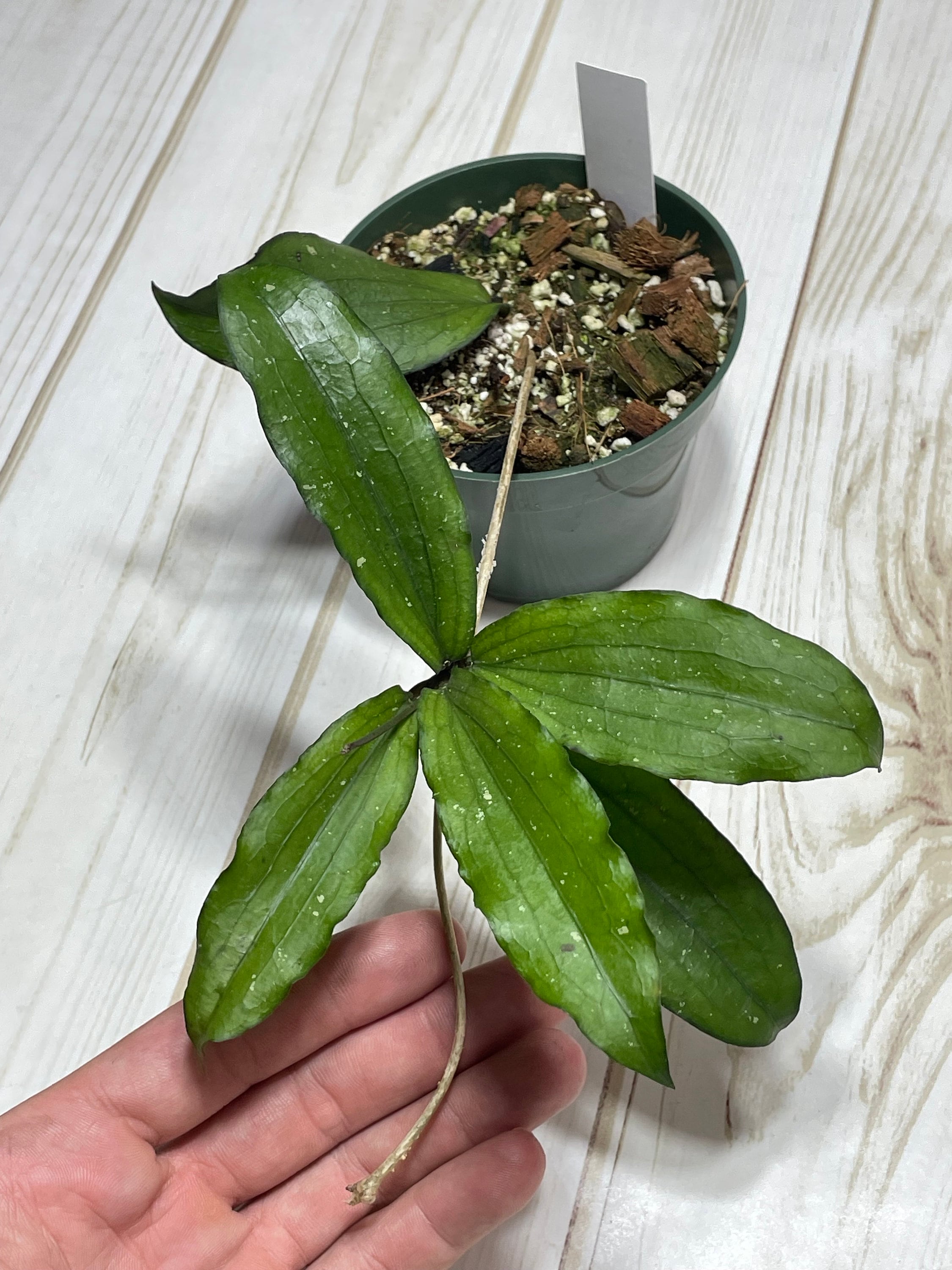 人気商品は / 'nara' Erythrina Hoya Exact Sun Leaves/ Beautiful Plant/ その他観葉植物