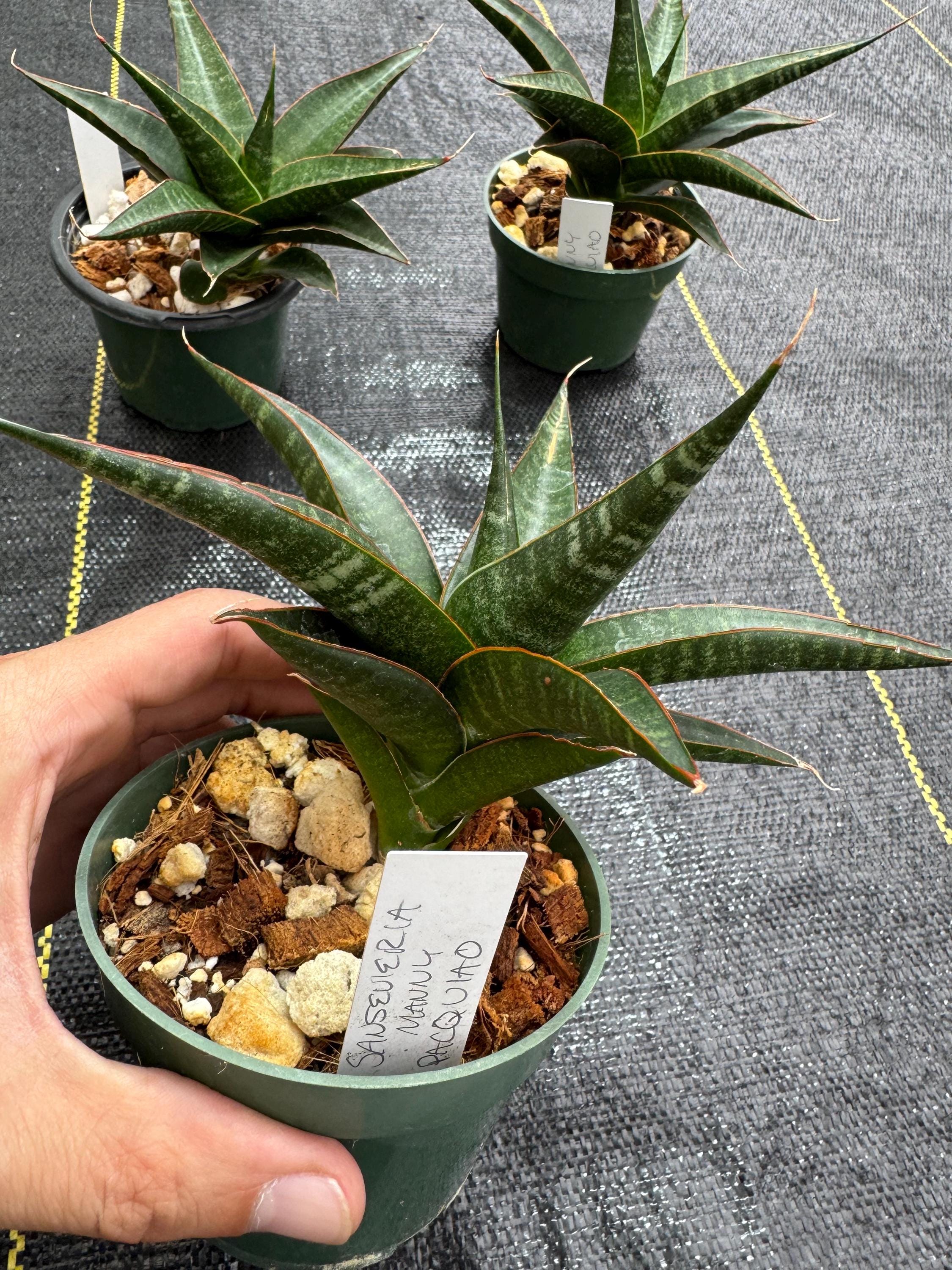 サンスベリア Sansevieria Manny Pacquiao​ v サンスベリア Sansevieria Manny Pacquiao​ v Sansevieria