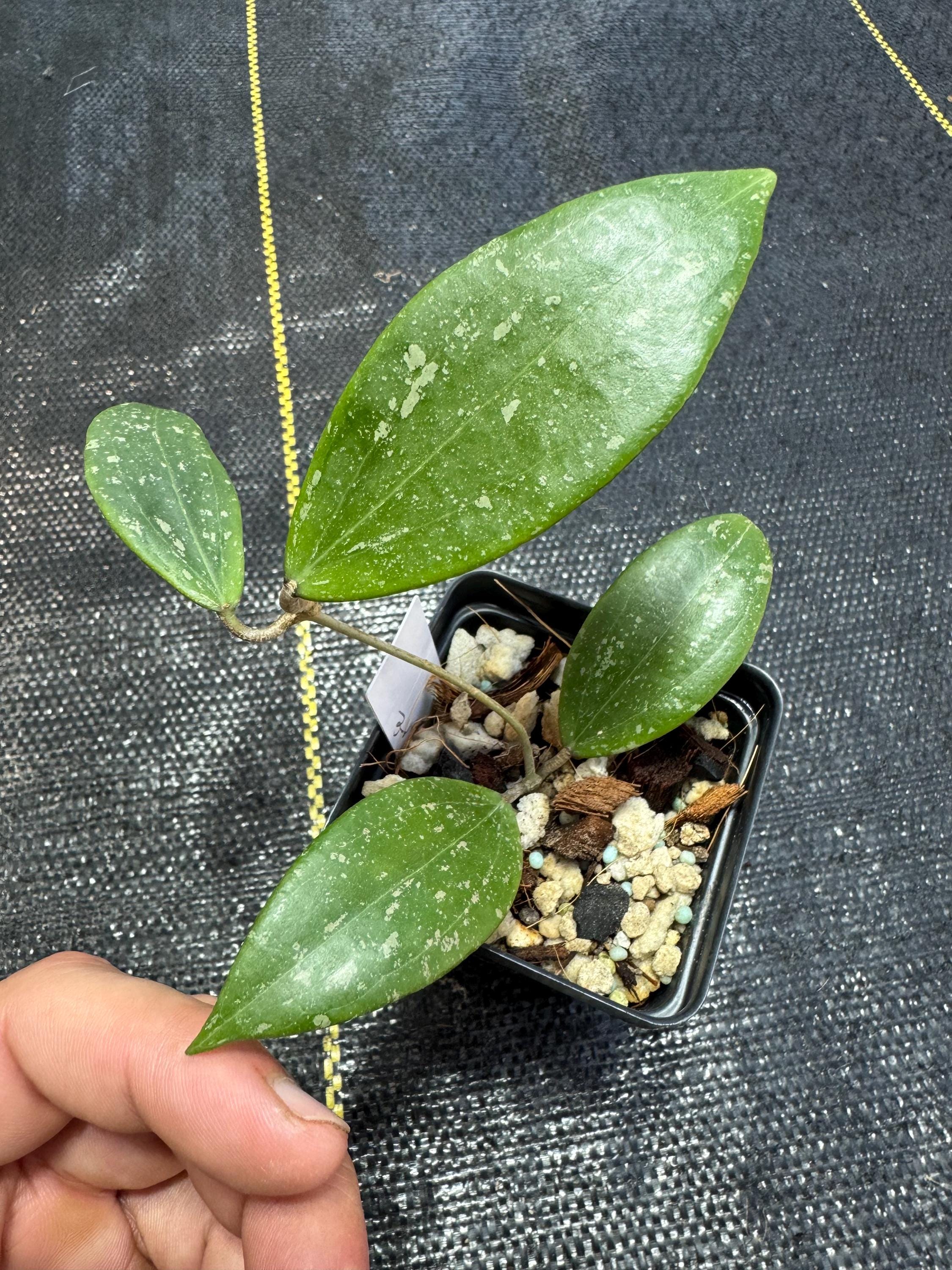 Hoya Wilbergiae/ IML 1618/ Hoya Verticillata/ Beautiful Pink