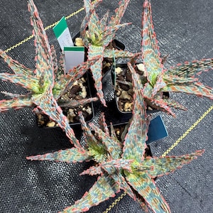 Aloe Neon Fantasy, Dwarf Glowing Succulent Plant, collectors aloe, very vibrant colors, exact plants shipped in 3” pots