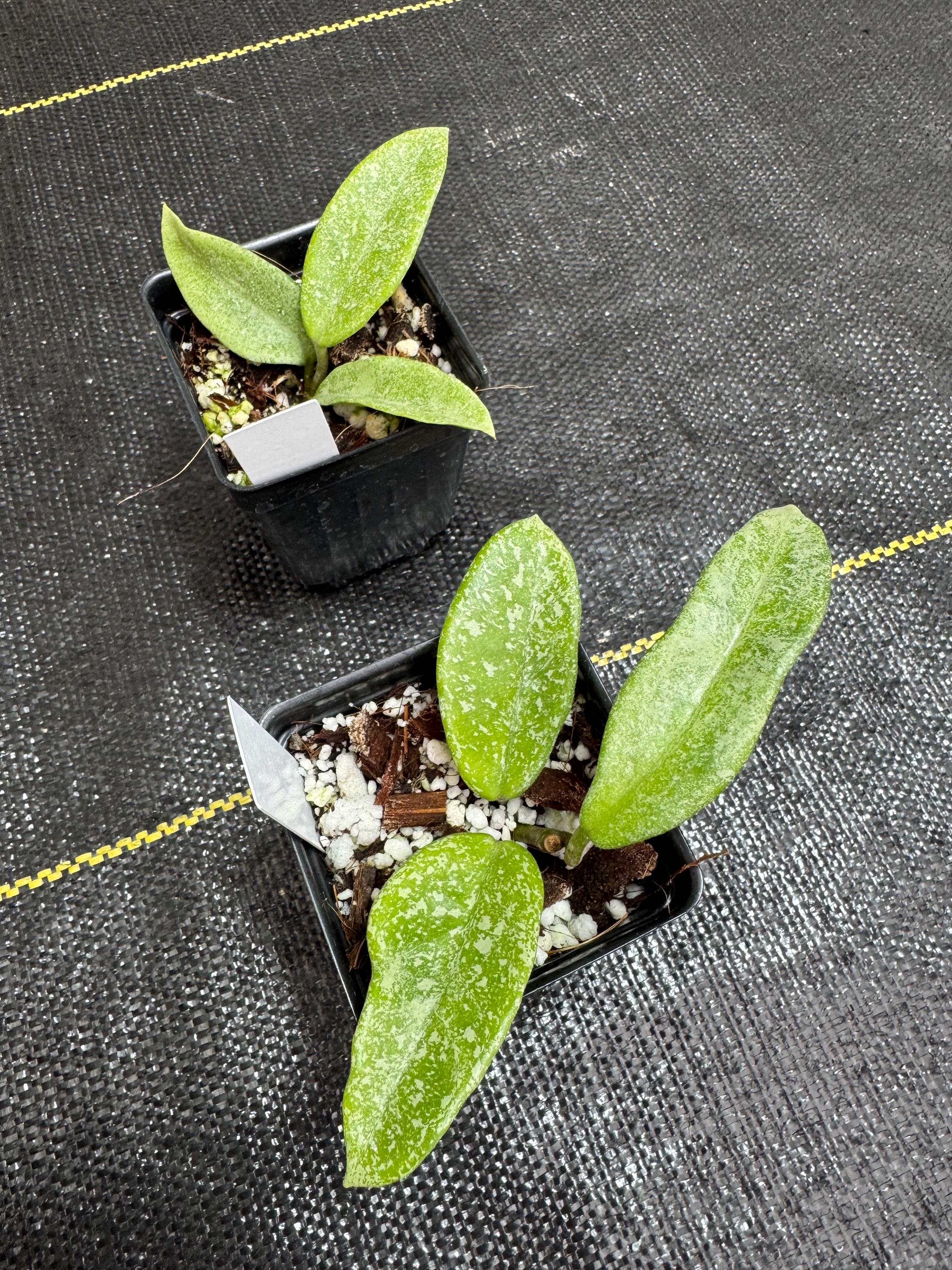 Hoya Nova Ghost - Etsy Hoya Nova Ghost - Etsy