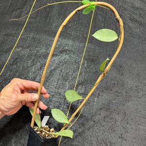May include: A Hoya plant with light green, speckled, oval-shaped leaves growing along a tall, arched bamboo trellis. The plant is potted in a small black plastic container filled with soil and perlite, featuring a small white identification tag.