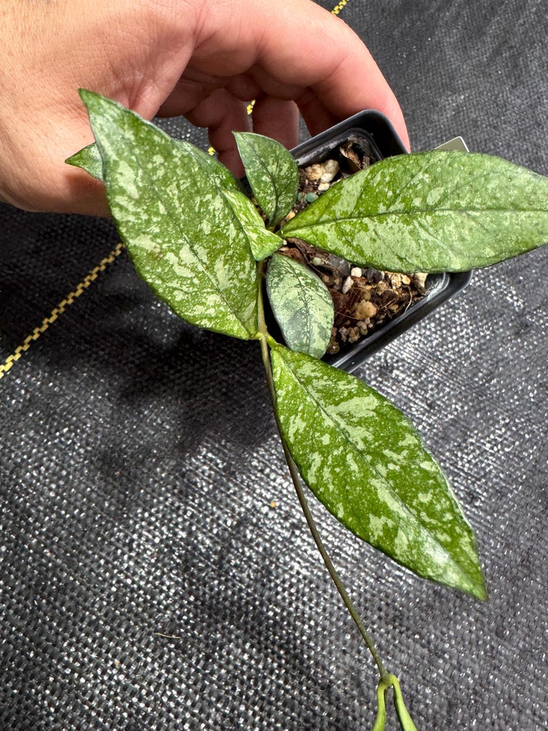 Hoya Crassipetiolata