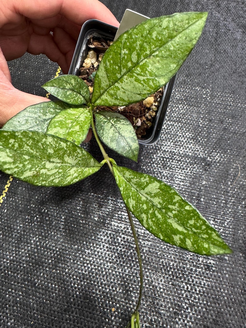 Hoya Crassipetiolata - Thumbnail 2
