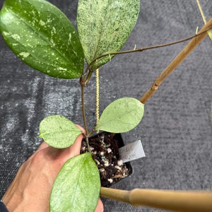 Hoya Michele (my-kel-e) super splash/ splashy hoya/ uncommon/ shipped in 3” pot WITH trellis/ exact plant/ live rooted plant/ large size