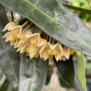 May include: Close-up of a cluster of small, pale yellow flowers with a hint of peach, hanging beneath large, dark green leaves. The leaves have prominent veins and a slightly textured surface, creating a natural, botanical theme.