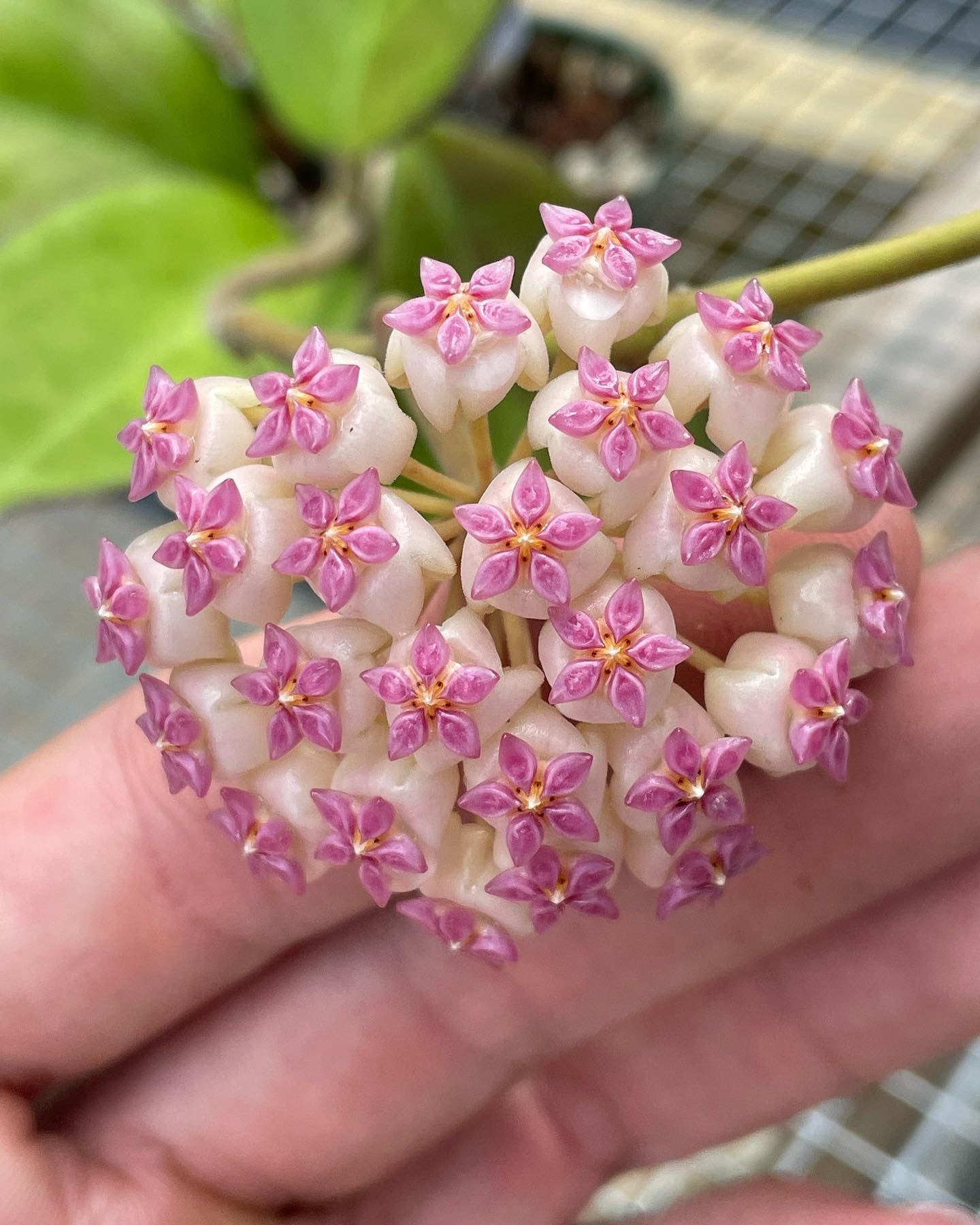 Hoya inflata 花座あり 33 ホヤ・インフラータ（Hoya inflata）【花