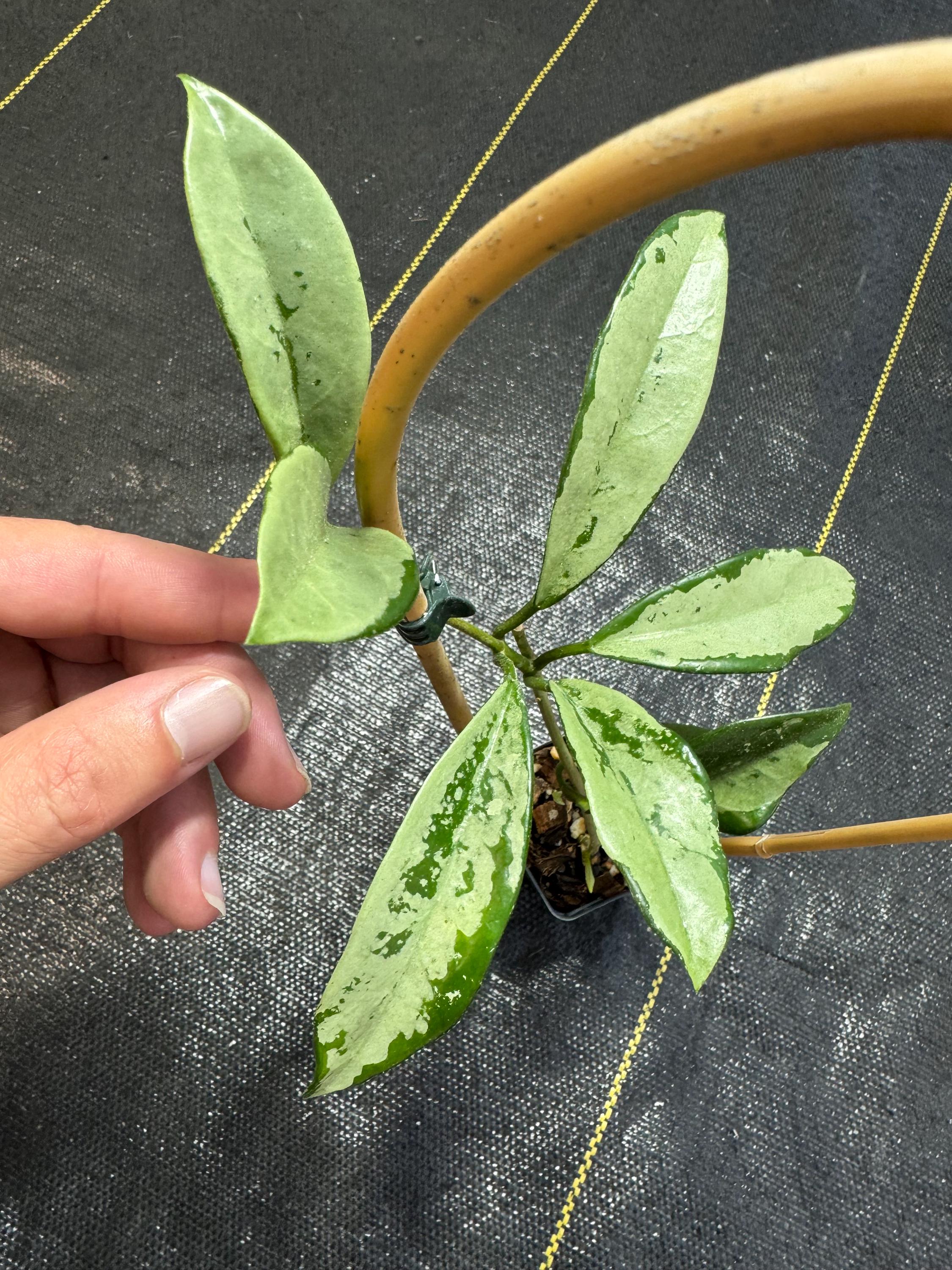 Hoya AH-074 Silver/ Exact Plant/ Shipped in 3” Pot on Trellis