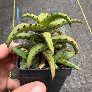 Aloe Castilloniae, Rare Aloe, Collectors, Stacking Aloe with Red Tubercles