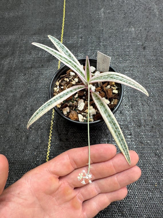 LeDebouria Socialis Variegated, Pink Squill, live rooted plant,