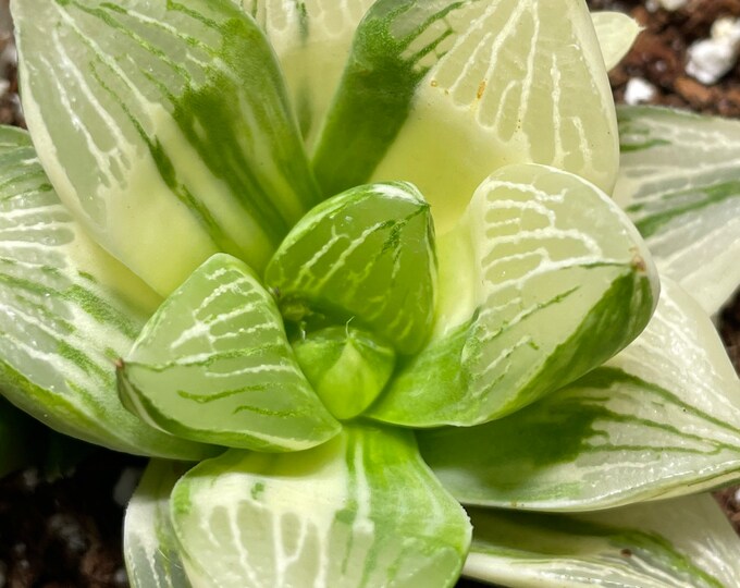 Haworthia retusa Variegated / Green and White Rubbery Leaves / Sun / 3 ...