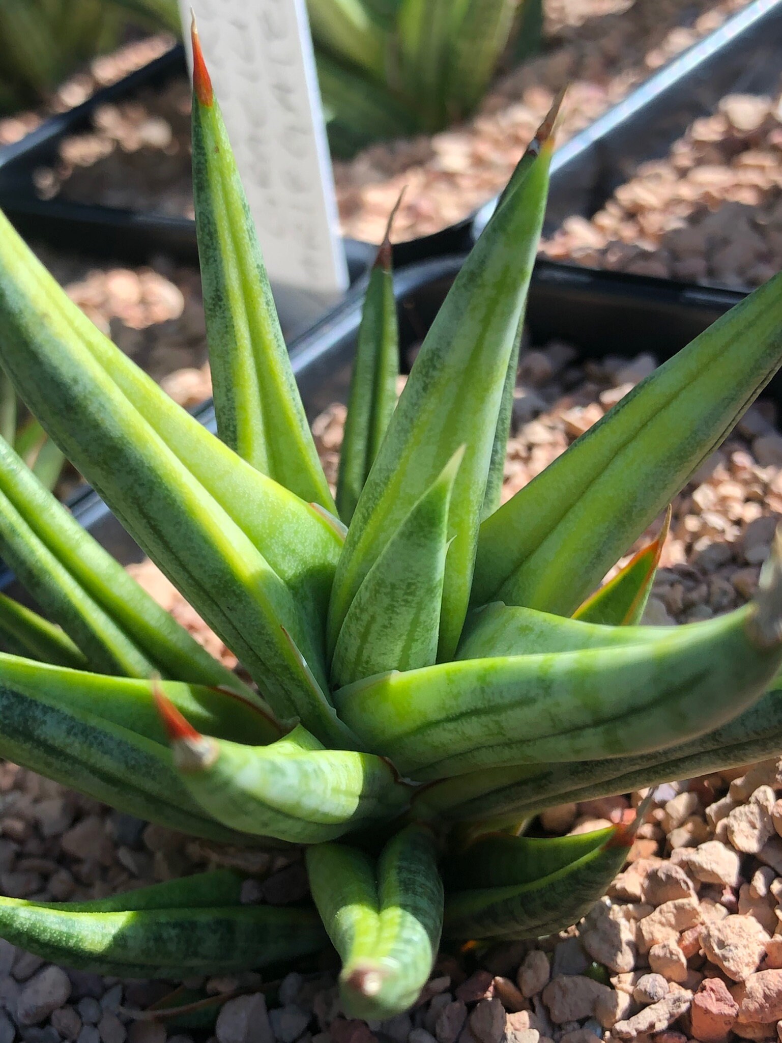 Sansevieria Gracilis Variegated/ Rare Variegated Snake