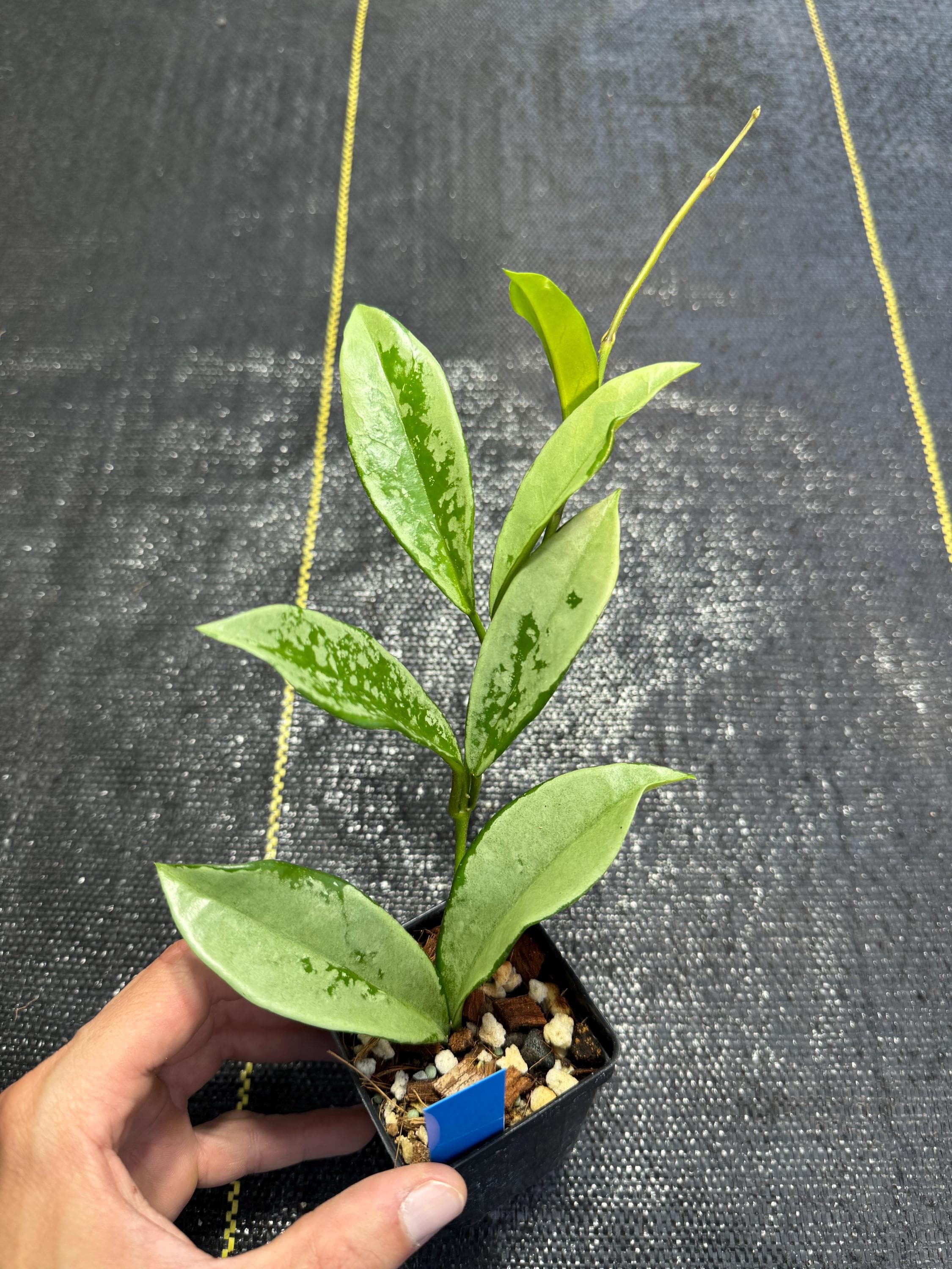Hoya Ah 074 - Etsy