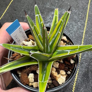 Variegated Agave Victoriae Reginae,  variegated margin leaves