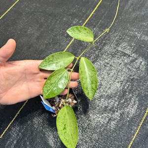 Hoya Rime Silver Splash/ collectors/ exact plants/ RARE/ shipped in 3” pots/ fast easy growing/ big leaf hoya/ live rooted plants
