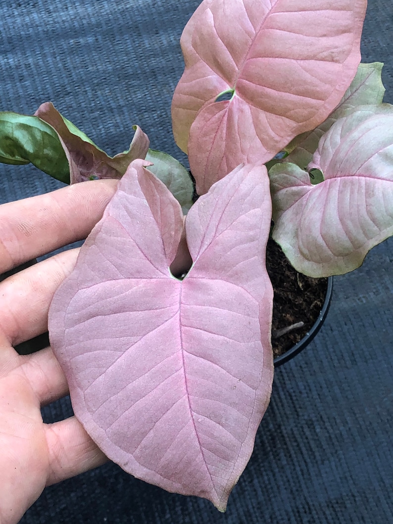 Syngonium Podophyllum Pink Allusion/ Arrowhead plant