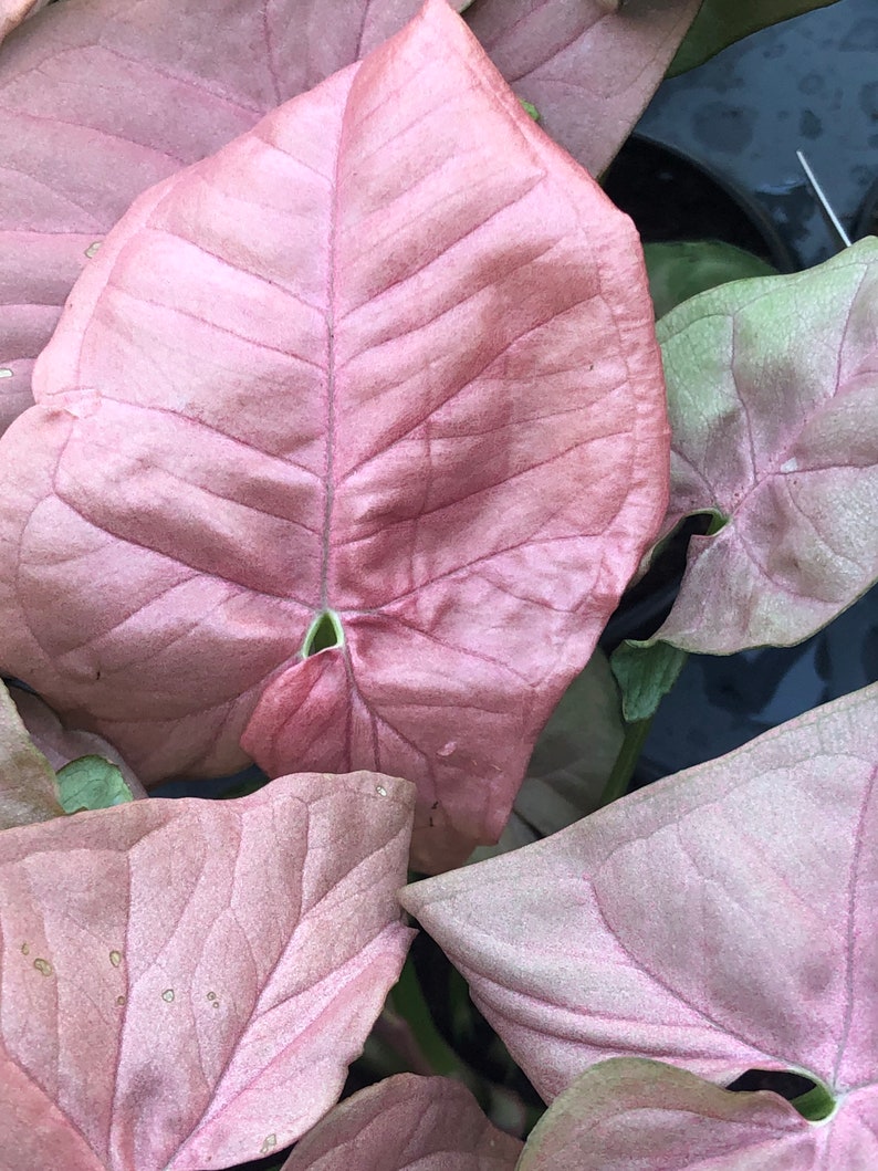 Syngonium Podophyllum Pink Allusion/ Arrowhead plant