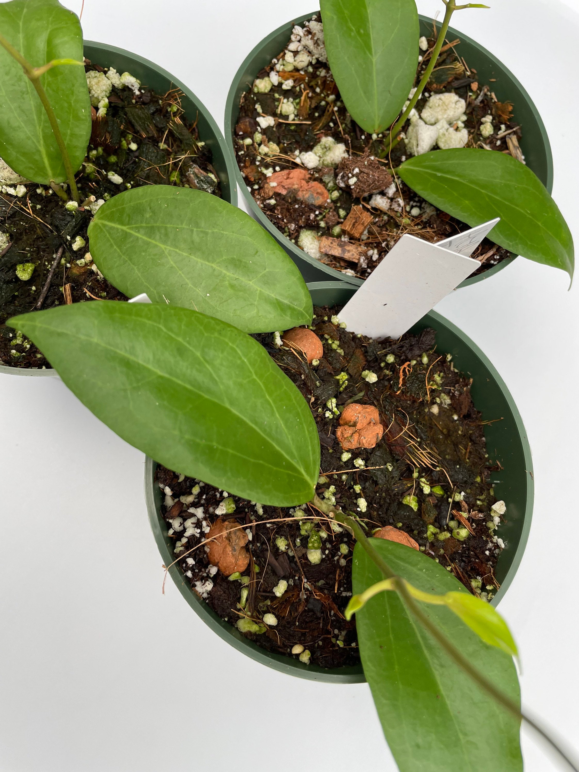 Annulus Plant Care:  Simple Tips For Stunning Blooms - solyuak