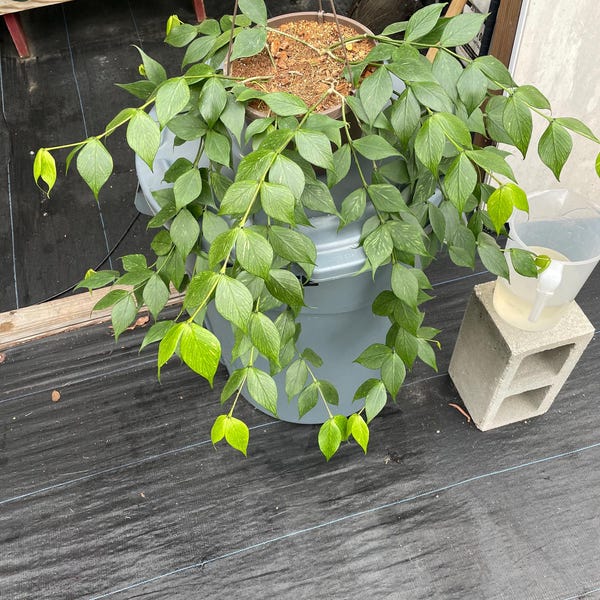 Hoya Polyneura, the mermaid tail hoya, nice size plants, shipped in 3” pots