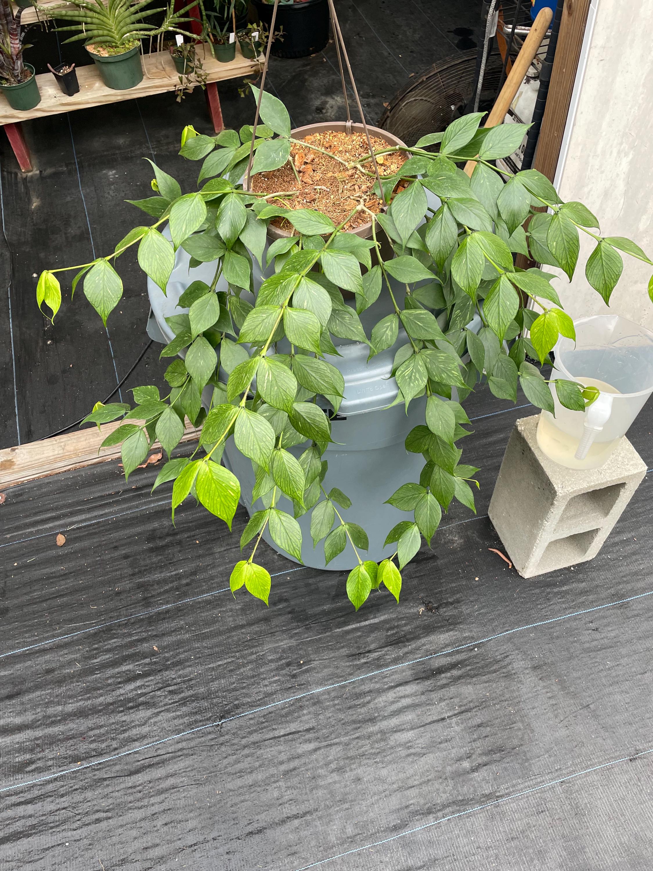 Hoya Polyneura, the Mermaid Tail Hoya, Nice Size Plants, Shipped