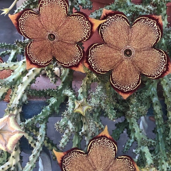 Edithcolea Grandis, también conocida como 'Alfombra Persa'/ Stapelia / Hermosas flores / Esqueje enraizado / Planta de inicio / Se envía en maceta de 3”