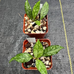 Hoya Crassipetiolata Super Splash, exact plants shipped in 3” pots, super splashy form