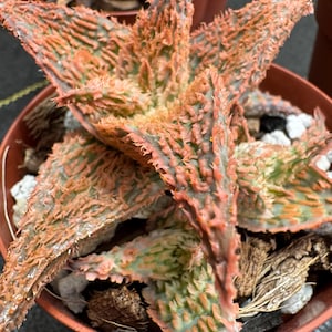 Aloe Bees Pink, Dwarf Aloe, Hairy Tubercles, Peach Color Plant (4" Pot)