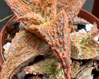 Aloe Bees Pink, Dwarf Aloe, Hairy Tubercles, Peach Color Plant (4" Pot)