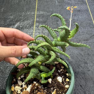 May include: A green succulent plant with curved, spiky leaves and small orange flowers in a green pot. The plant is in a pot with soil, rocks, and wood chips. The plant is being held by a hand.