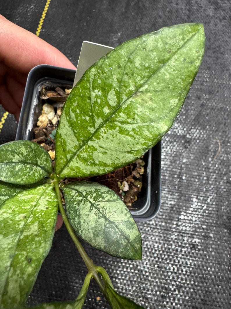Hoya Crassipetiolata - Thumbnail 5