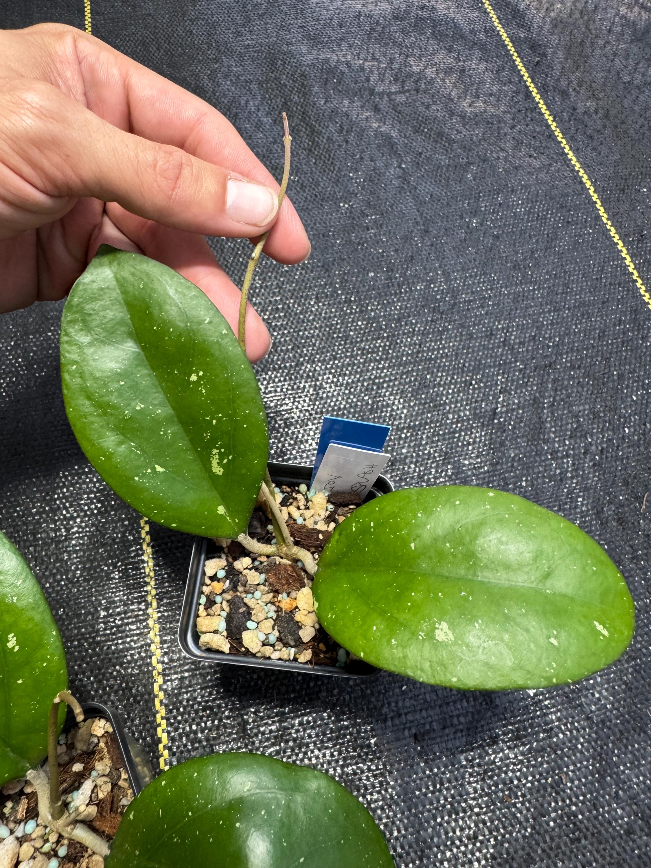 hoya cv joy 希少　レア品種 Hoya Cv. Joy hoya cv joy 希少 レア品種