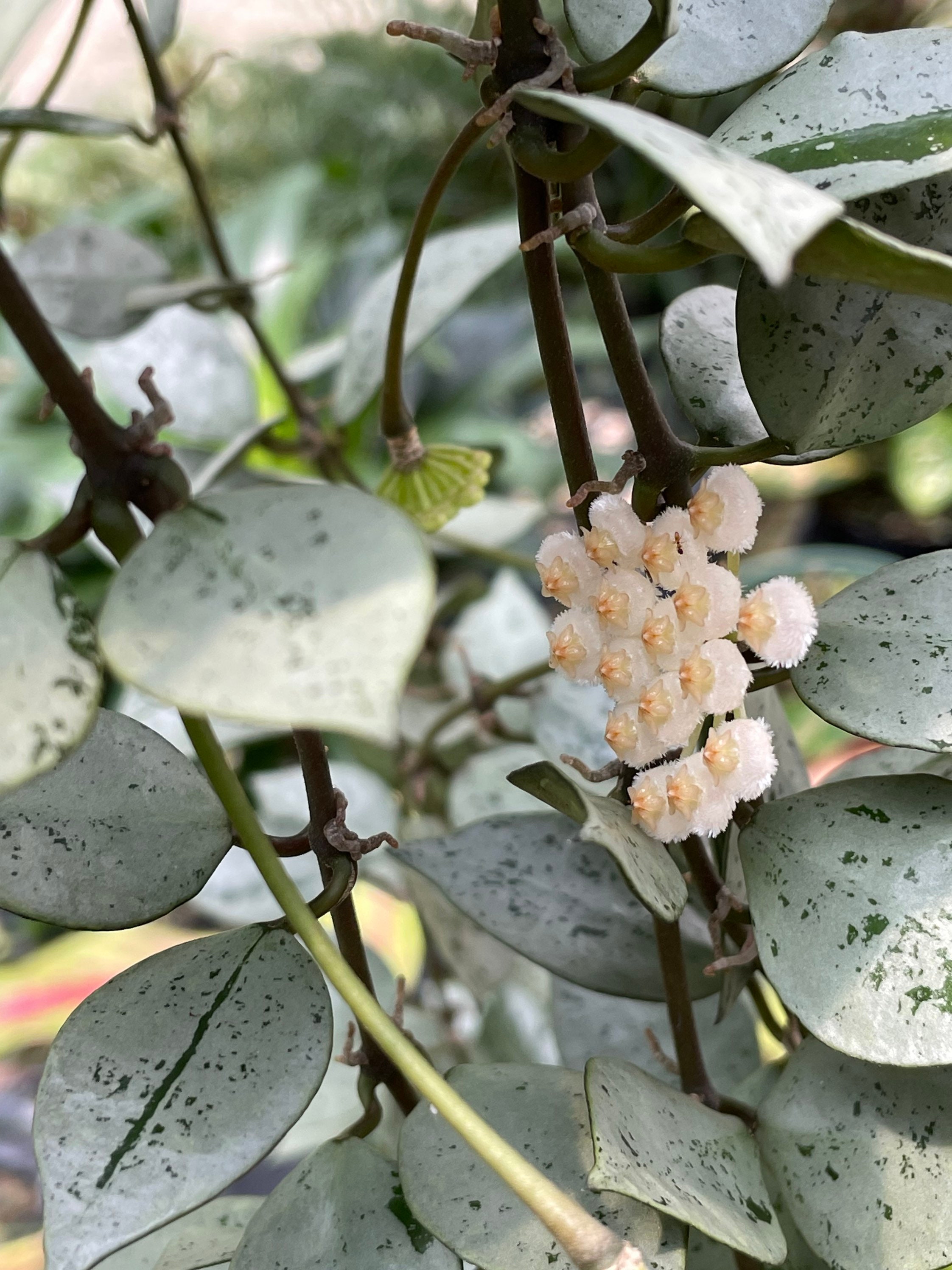 Hoya Krohniana super silver / Rooted clippings / starter plant | Etsy