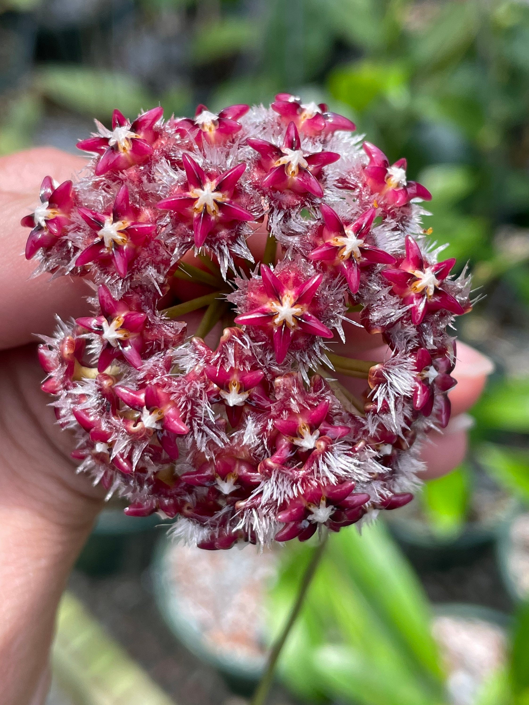 Hoya Mindorensis 'Superba' Rooted starter plant Etsy 日本