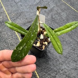 Hoya Rigidifolia Splash, odd unique shape leaves, exact plant shipped in 3” pot