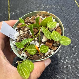 Dischidia Ovata/ aka &quot;Watermelon Dischidia&quot;/ uncommon house plant/ shipped in 4” pot/ fast and easy growing/ live rooted plant/ exact plant