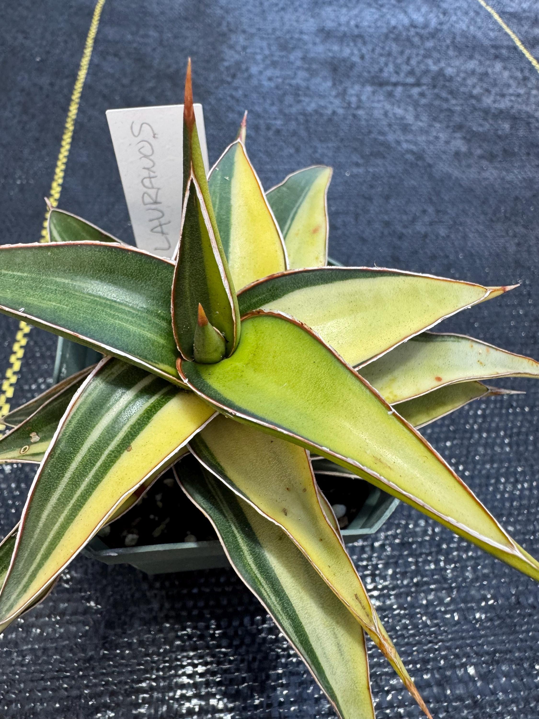 Sansevieria Lavranos 23251 Variegated/ RARE / shipped in 3” pot