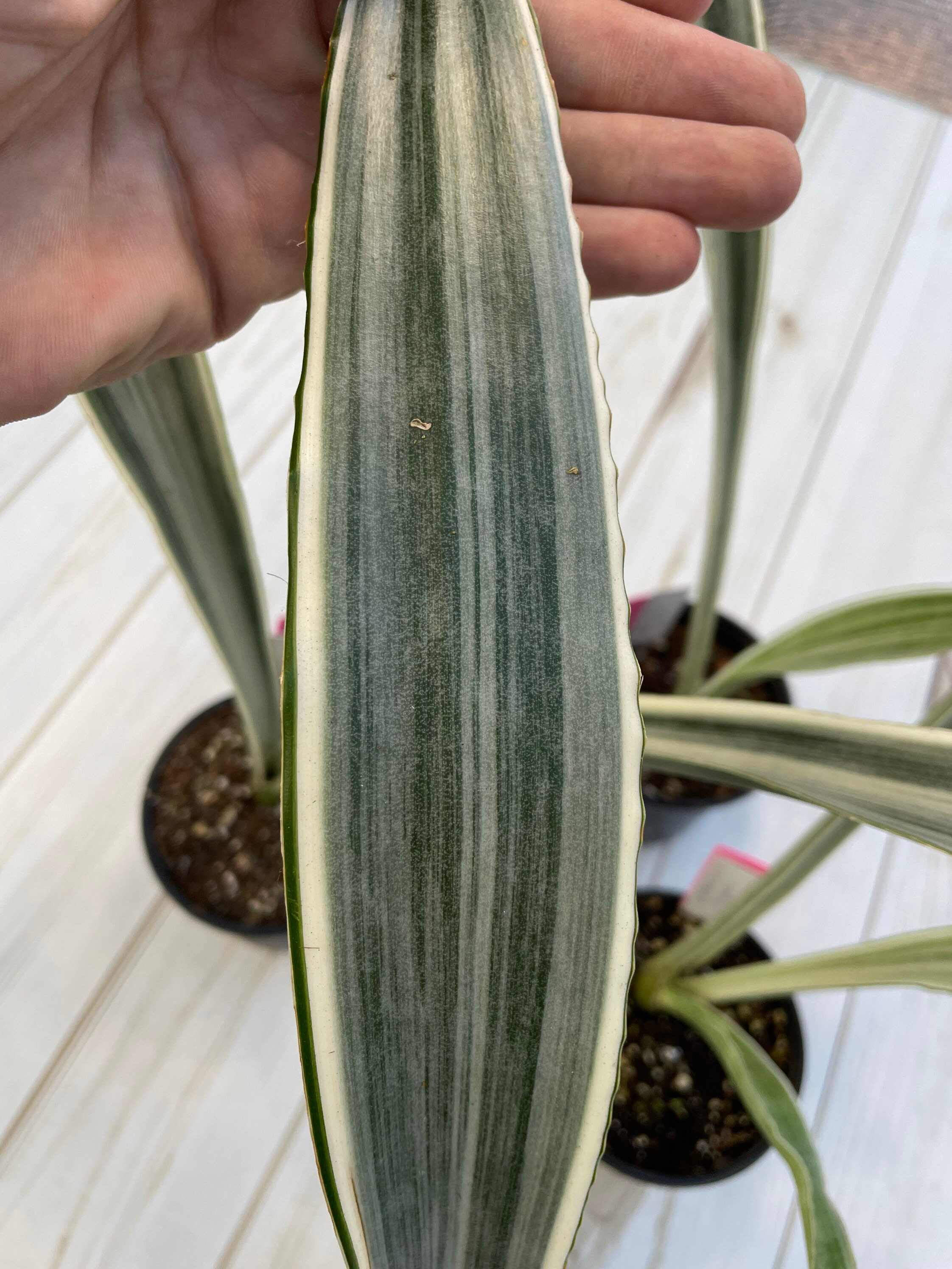 Sansevieria Sayuri Unique House Plant Silvery Or White Etsy Singapore