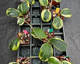 Hoya Obovata Splash: Silver Variegated Exact Plant in 5" Pot - Etsy
