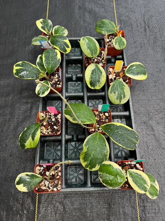 Hoya Obovata Albomarginata, white margins or edges, rare hoya, live rooted plants shipped in 3” pots